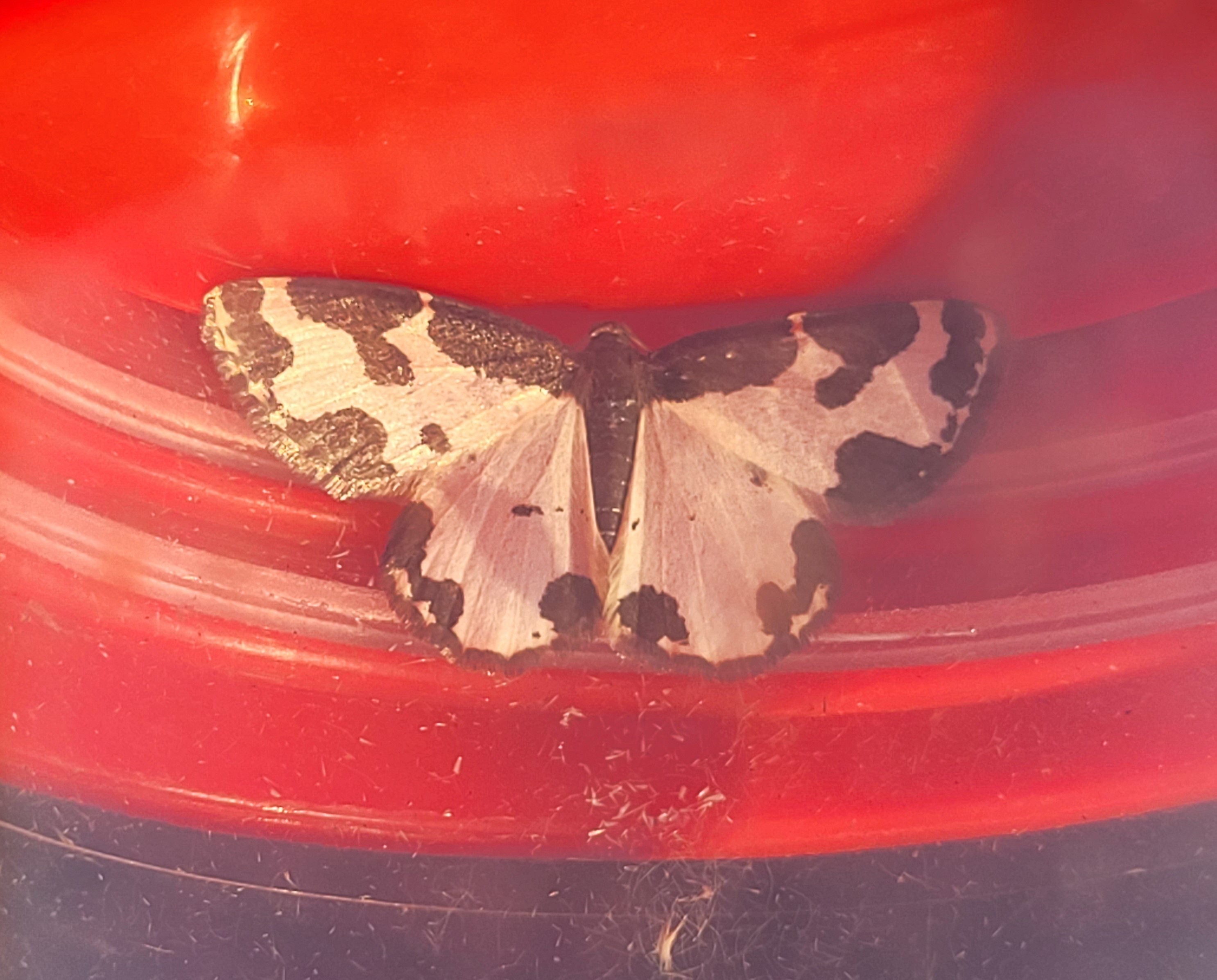 Photo of Clouded Border (Lomaspilis marginata)